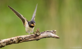 Swallow landing on branch, Netherlands